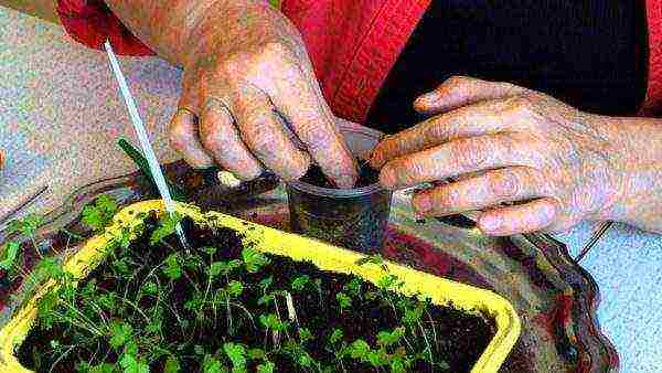 leafy celery best varieties