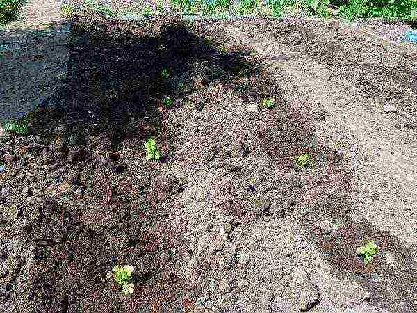 leaf celery best varieties