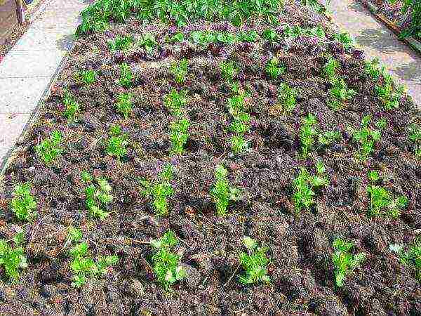 leaf celery best varieties