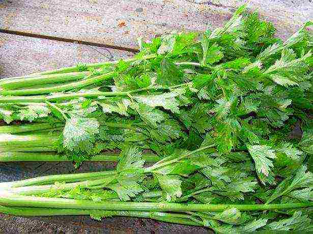 mga dahon ng celery pinakamahusay na mga pagkakaiba-iba