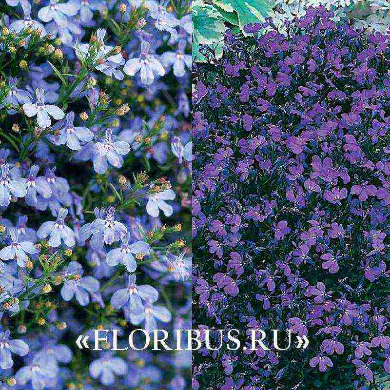 lobelia ampelous the best varieties