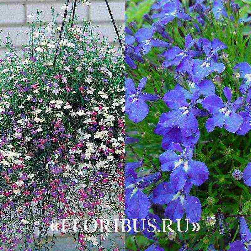 lobelia ampelous the best varieties