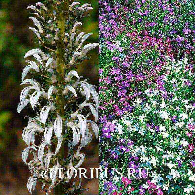 lobelia ampelous the best varieties