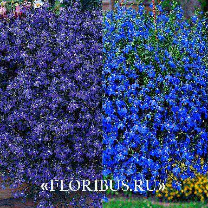 lobelia ampelous the best varieties