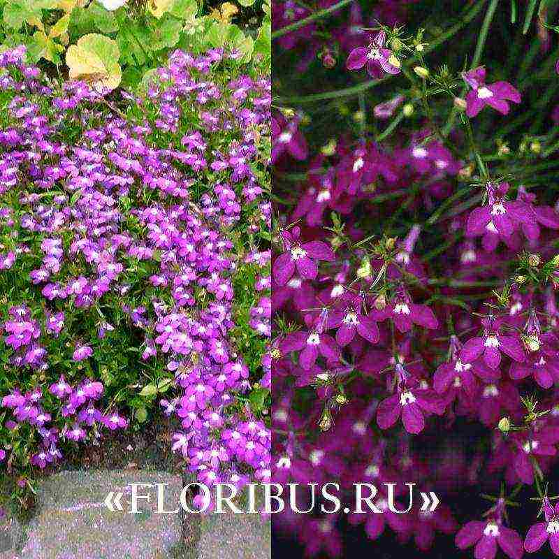 lobelia ampelous the best varieties