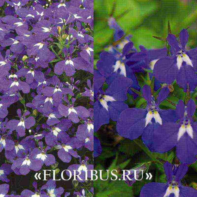 lobelia ampelous the best varieties