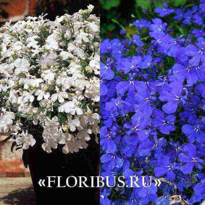 lobelia ampelous the best varieties