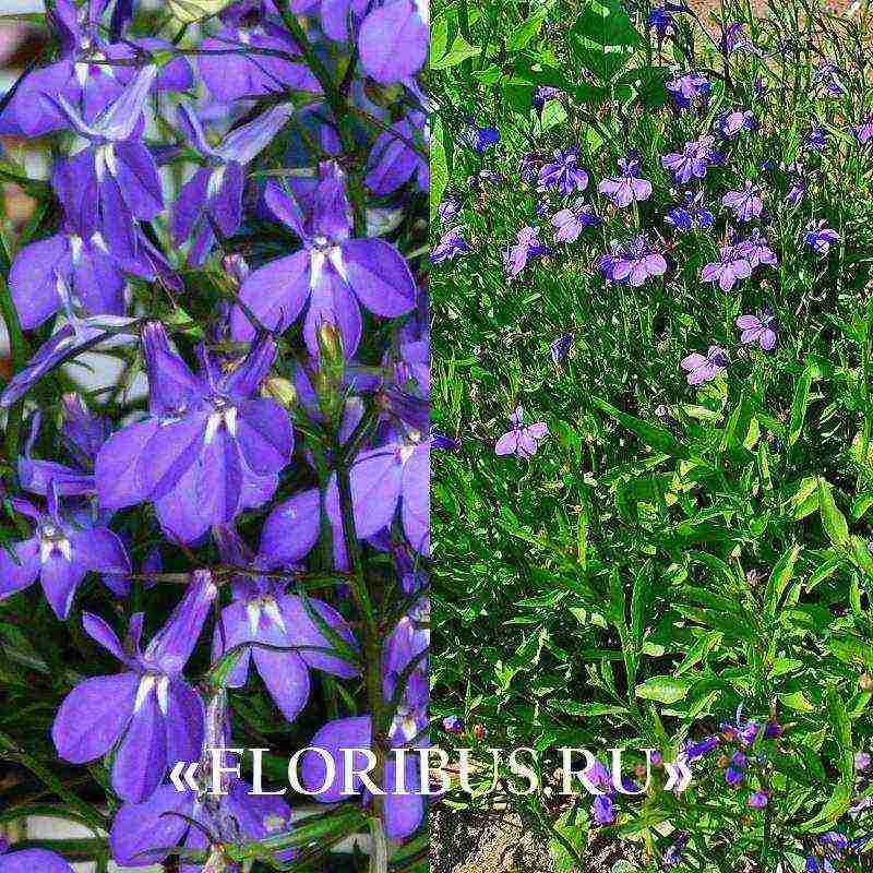 lobelia ampelnaya أفضل الأصناف