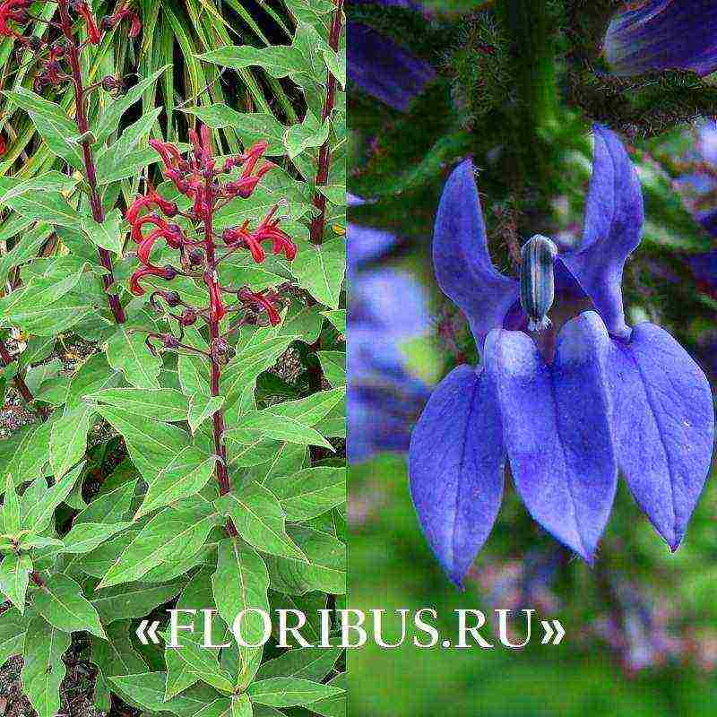 lobelia ampelous the best varieties