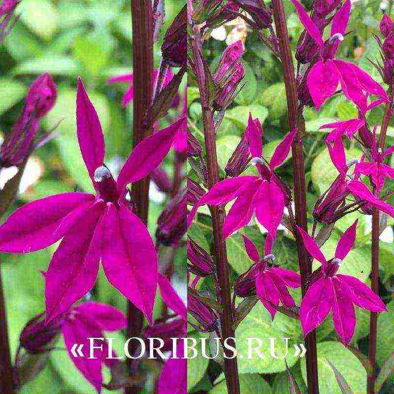 lobelia ampelous the best varieties