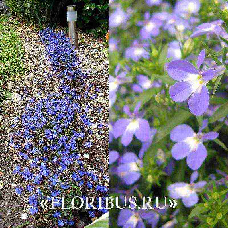 lobelia ampelous ang pinakamahusay na mga pagkakaiba-iba