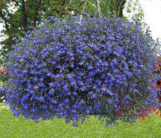 lobelia ampelous the best varieties