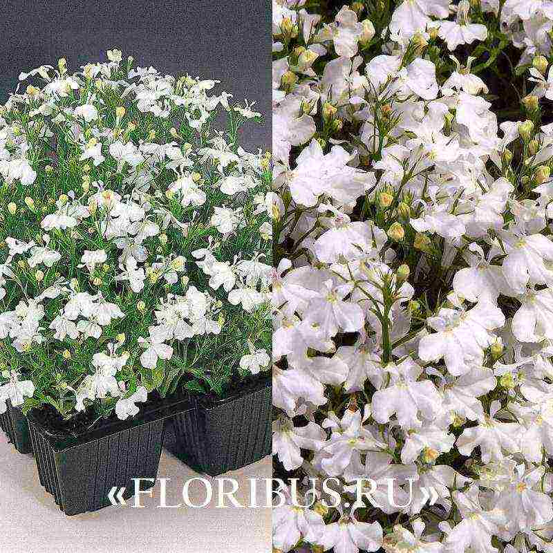 lobelia ampelous the best varieties