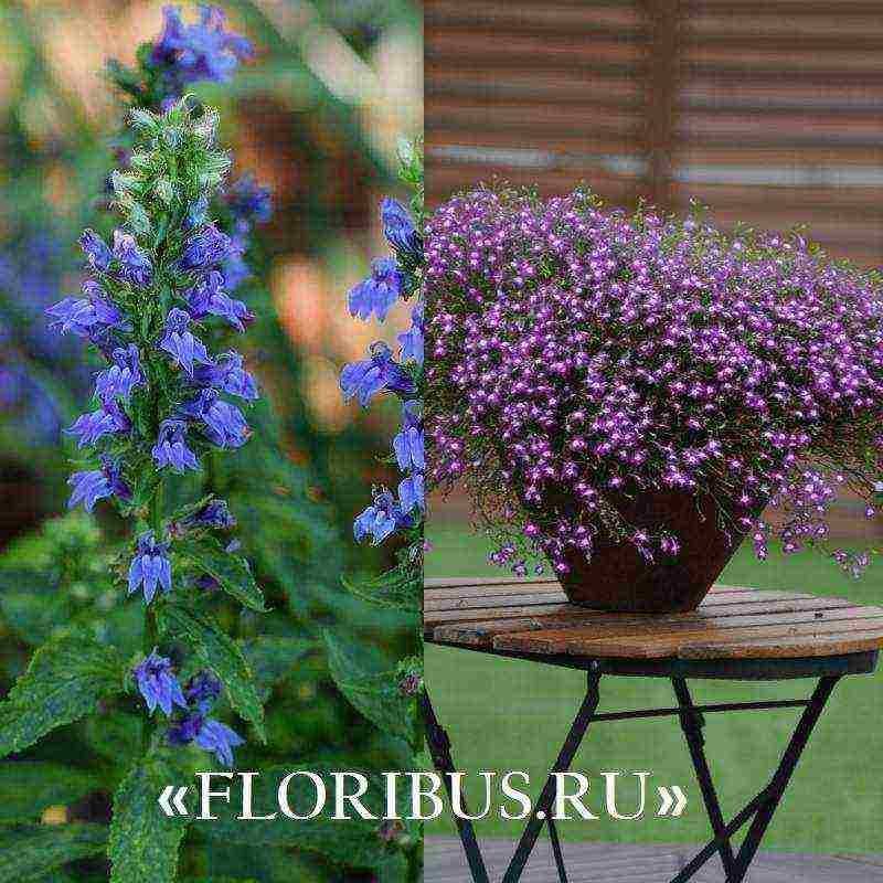 lobelia ampelous the best varieties