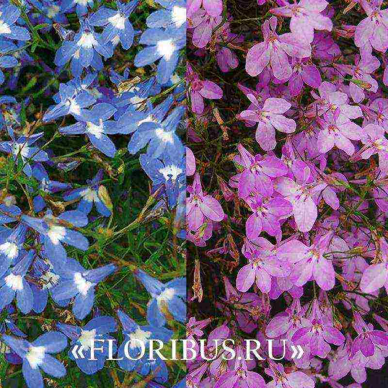 lobelia ampelous the best varieties