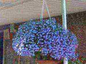 lobelia ampelous the best varieties