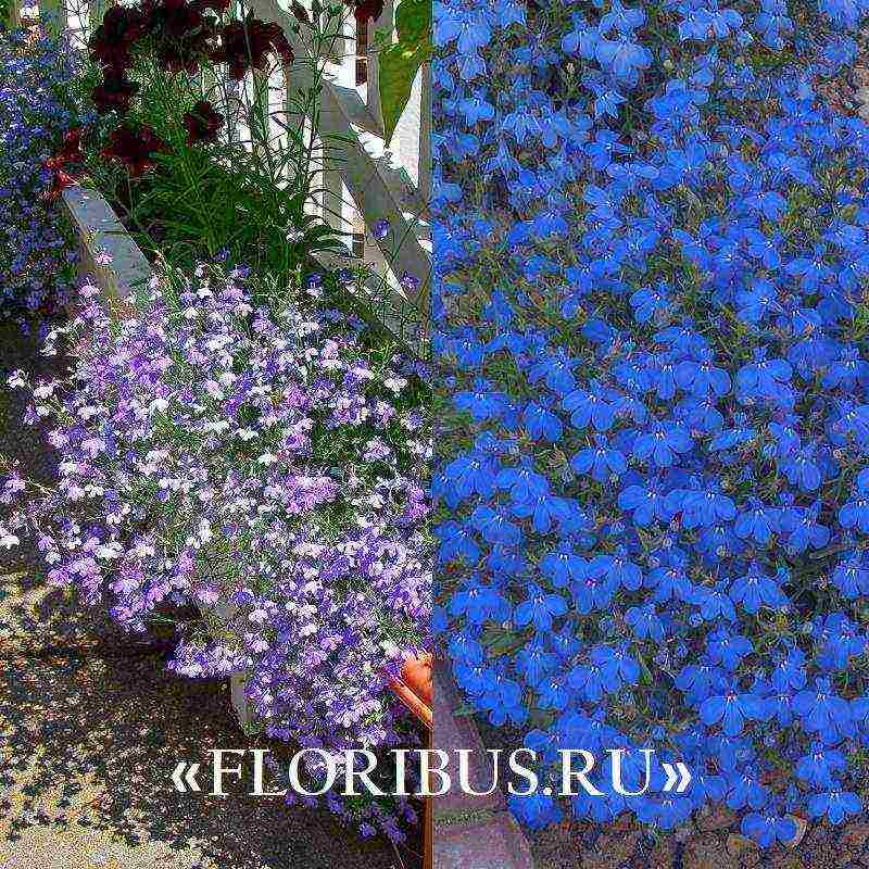 lobelia ampelous the best varieties