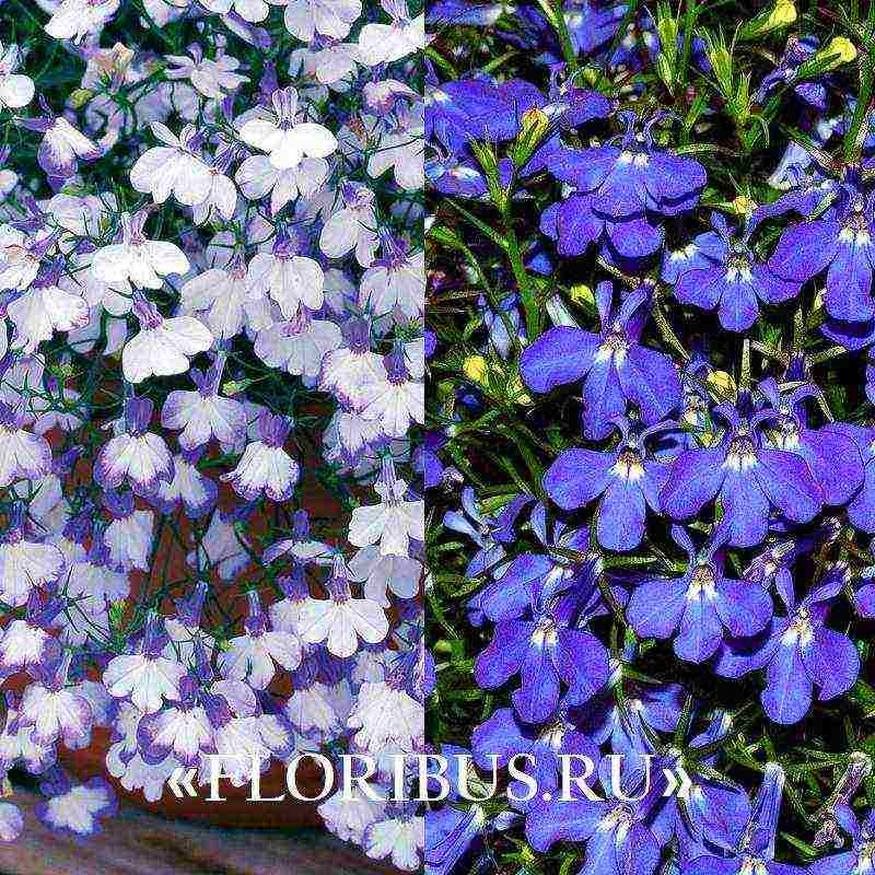 lobelia ampelous the best varieties