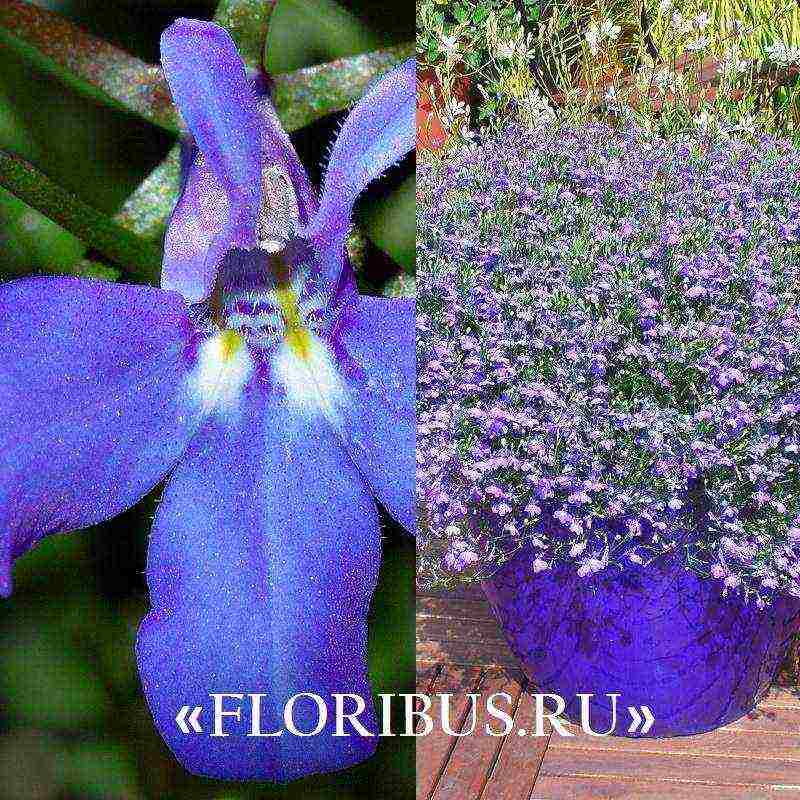 lobelia ampelous the best varieties