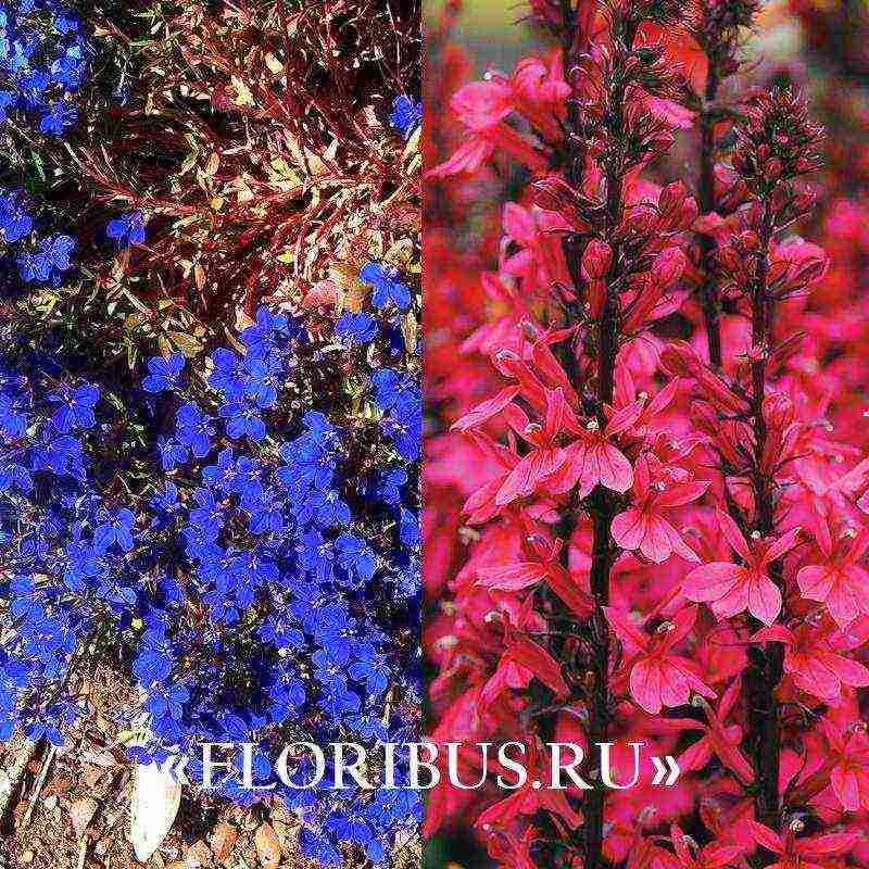 lobelia ampelous the best varieties