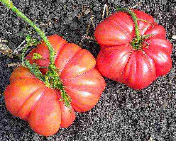 ang pinakamahusay na American varieties ng mga kamatis