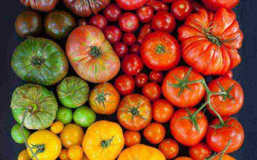 the best American varieties of tomatoes