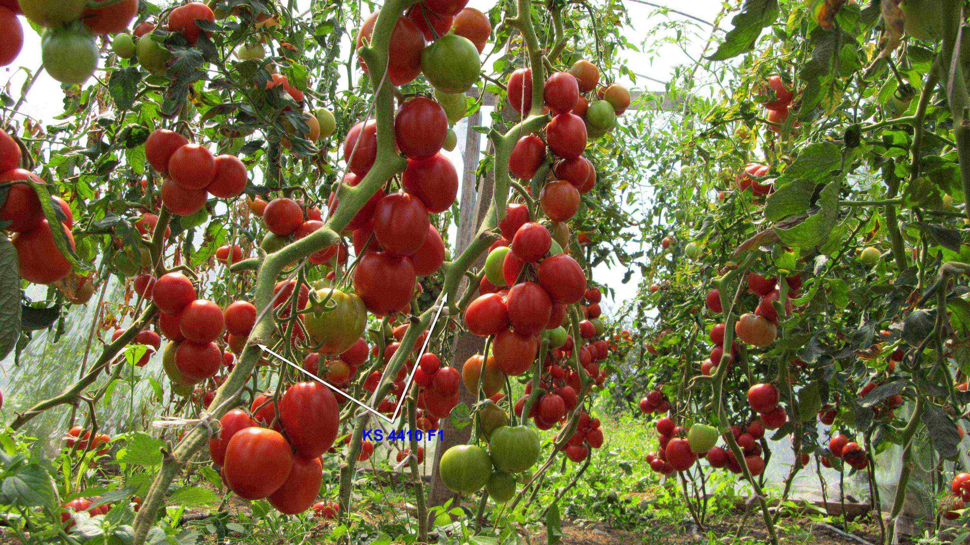 the best American varieties of tomatoes