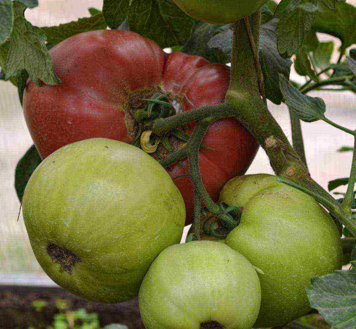 the best American varieties of tomatoes