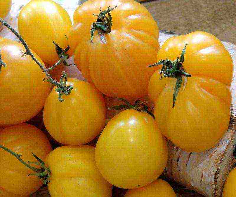 the best American varieties of tomatoes