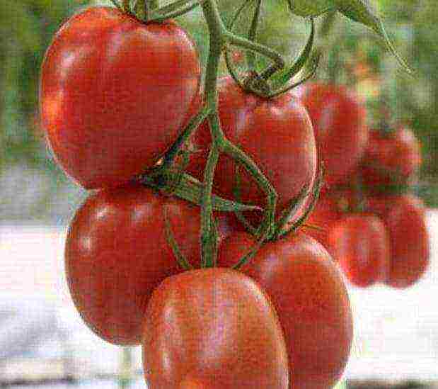 the best American varieties of tomatoes