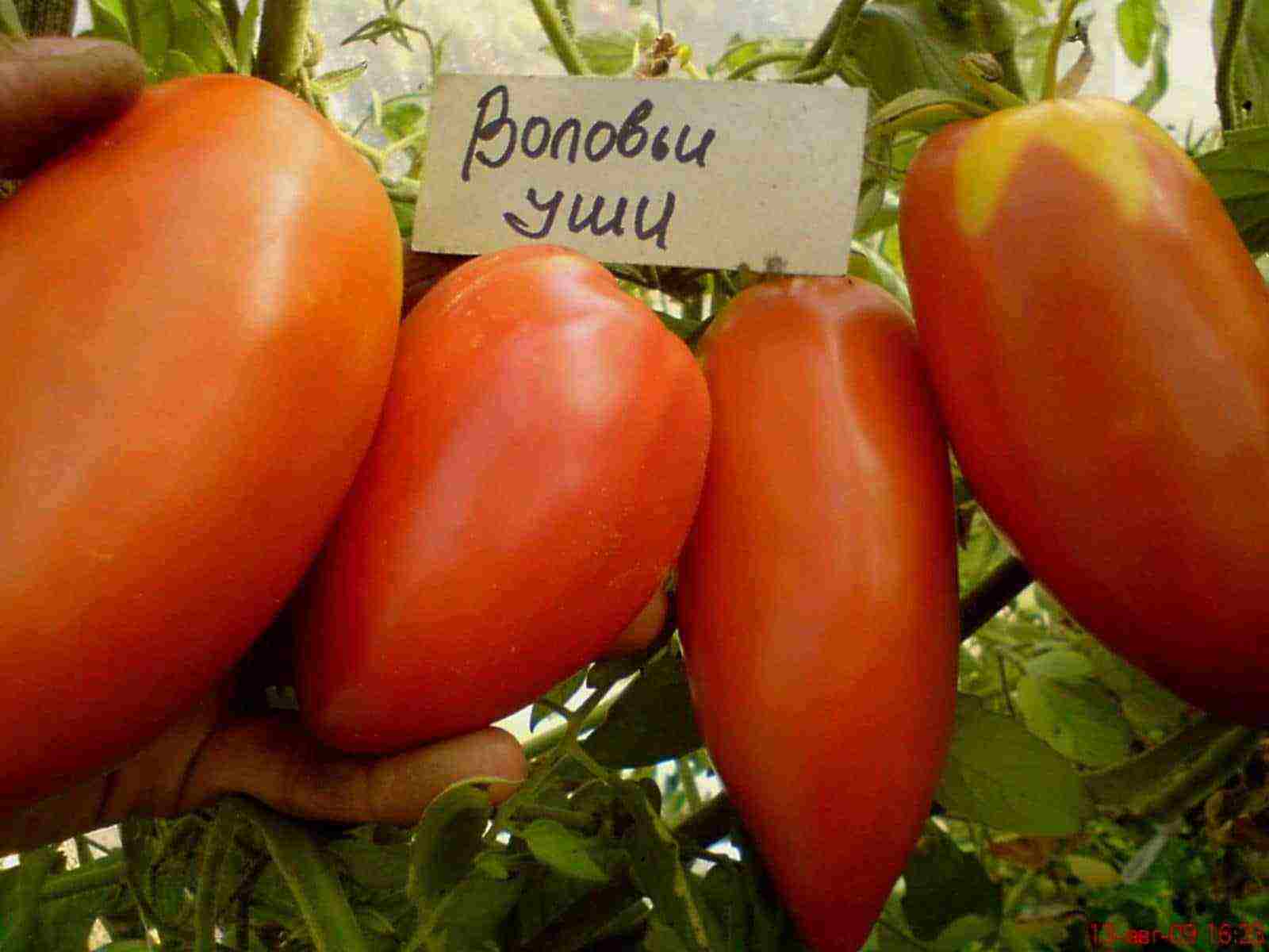 the best American varieties of tomatoes