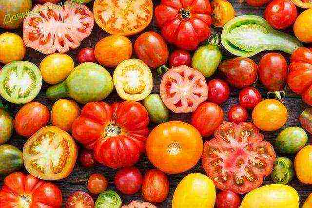 the best American varieties of tomatoes