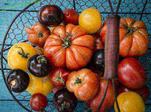 the best American varieties of tomatoes