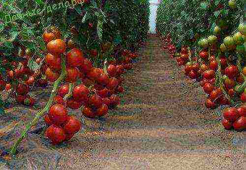 the best American varieties of tomatoes