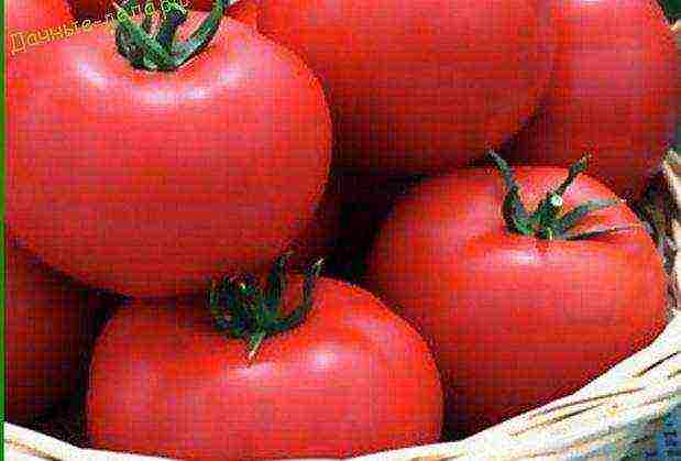 the best American varieties of tomatoes