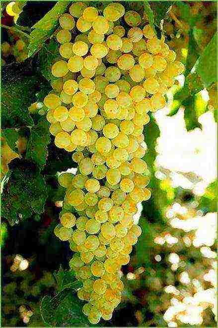 the best seedless grape varieties