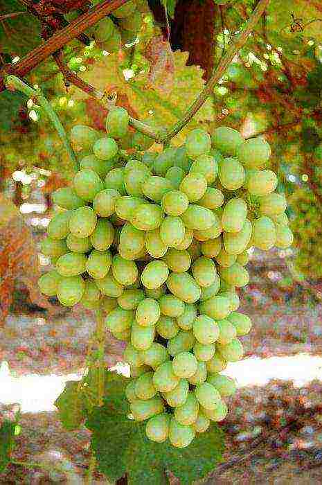 the best seedless grape varieties