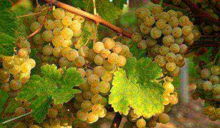 the best seedless grape varieties