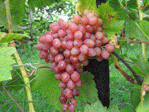 the best seedless grape varieties