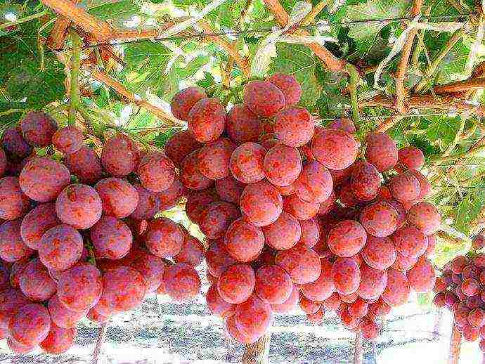 the best seedless grape varieties