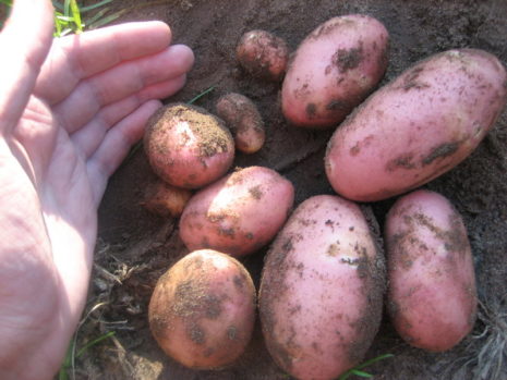 the best potato varieties for storage