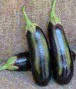 the best eggplant varieties for siberia