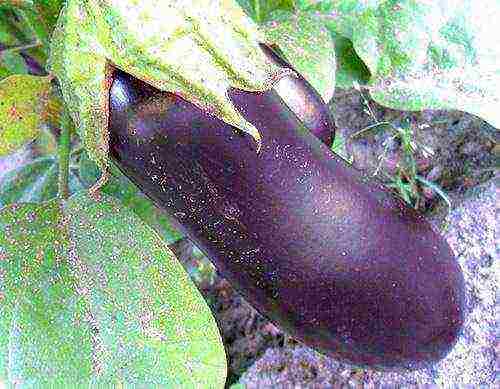 the best eggplant varieties for siberia