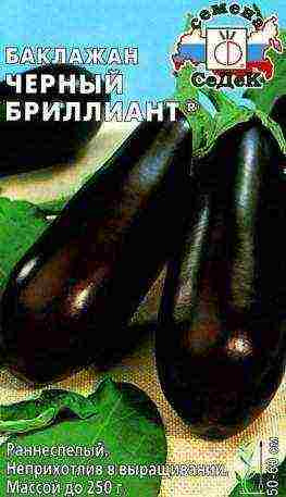 the best eggplant varieties for siberia