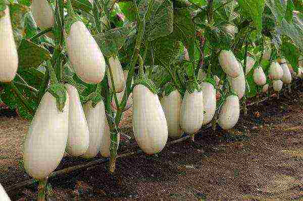 the best eggplant varieties for siberia