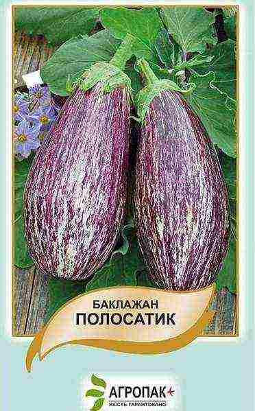 the best eggplant varieties for siberia