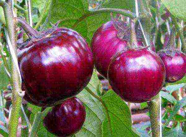 the best eggplant varieties for siberia