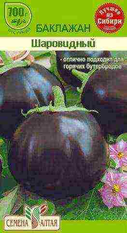 the best eggplant varieties for siberia