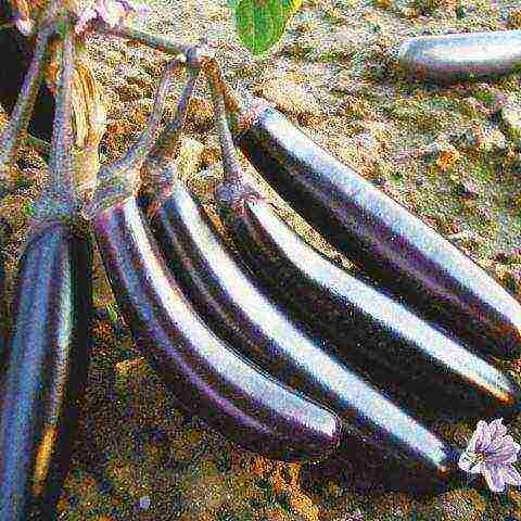 the best eggplant varieties for siberia