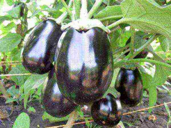 the best eggplant varieties for siberia